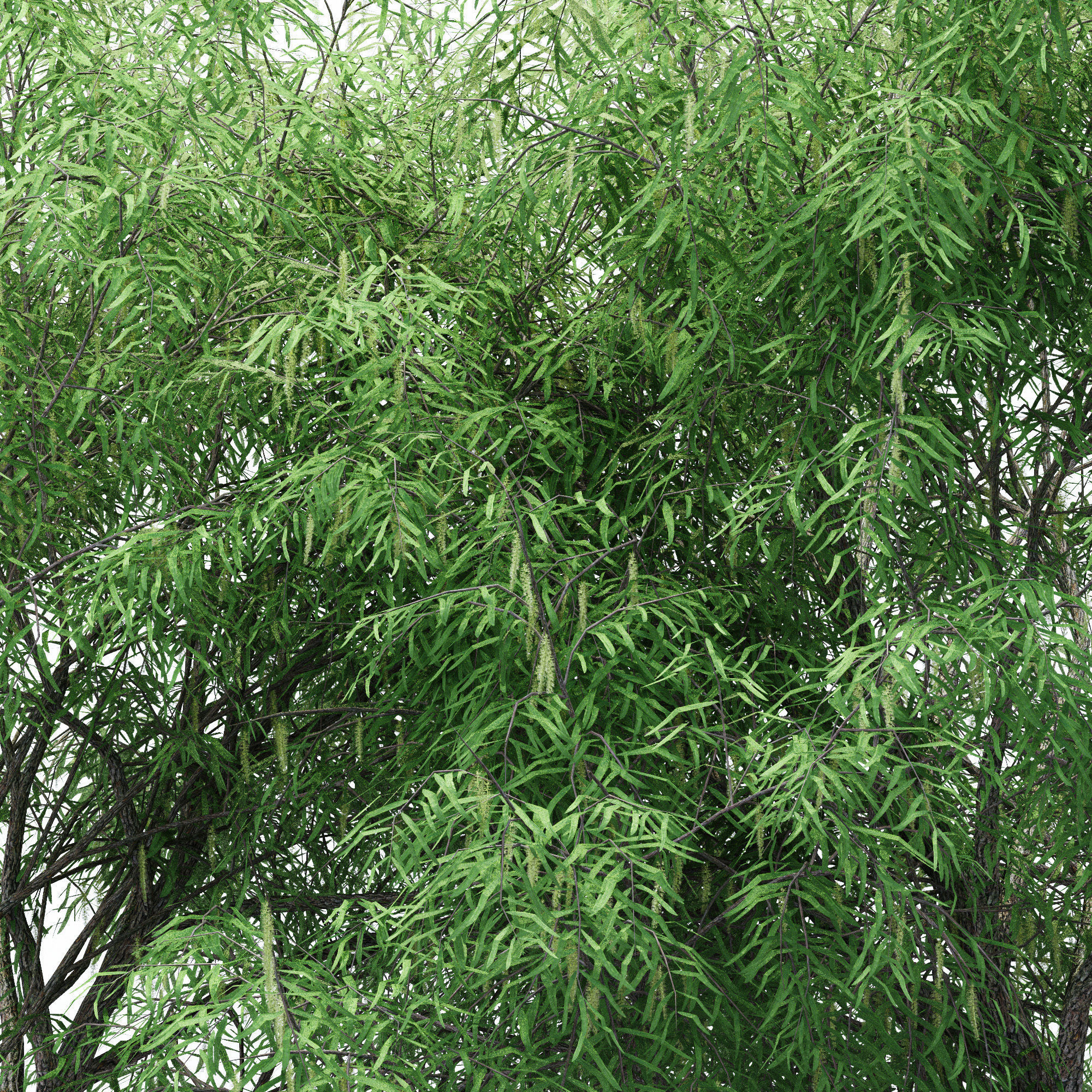 2 Different tree Honey Mesquite Flowers 3D model_2