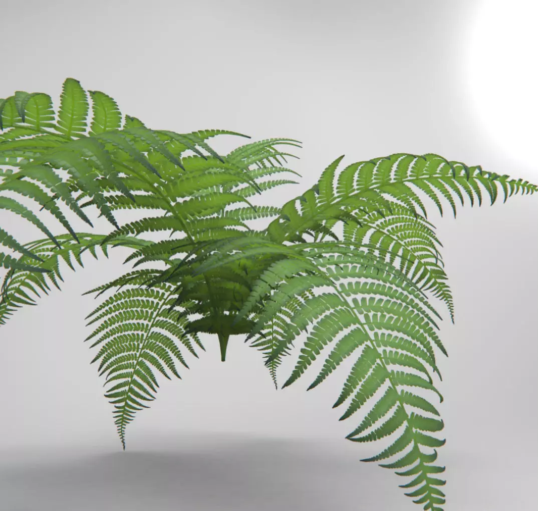 Bracken fern plant 3D model_0