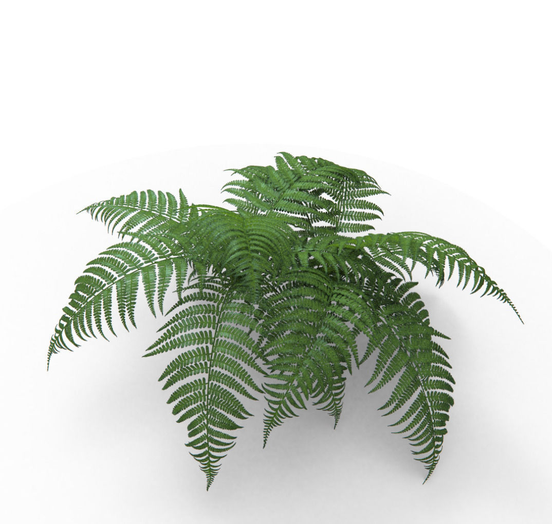 Bracken fern plant 3D model_1