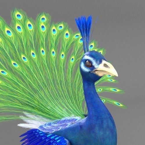 Peacock 3D model