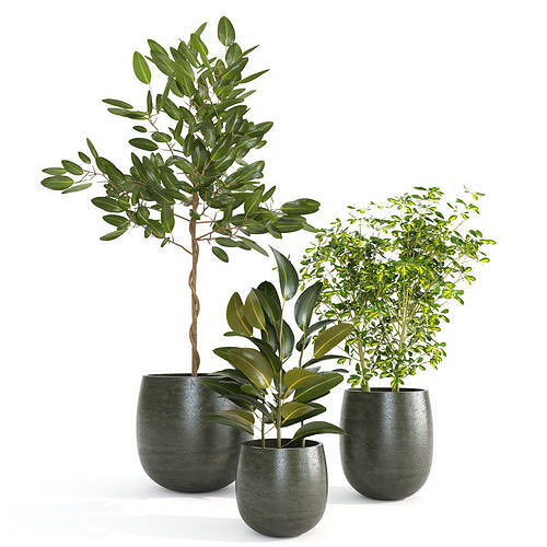 Indoor Plants Set01 3D model