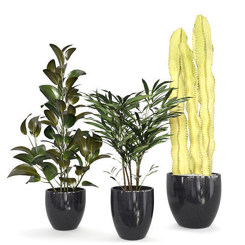 Indoor Plants Set02 3D model