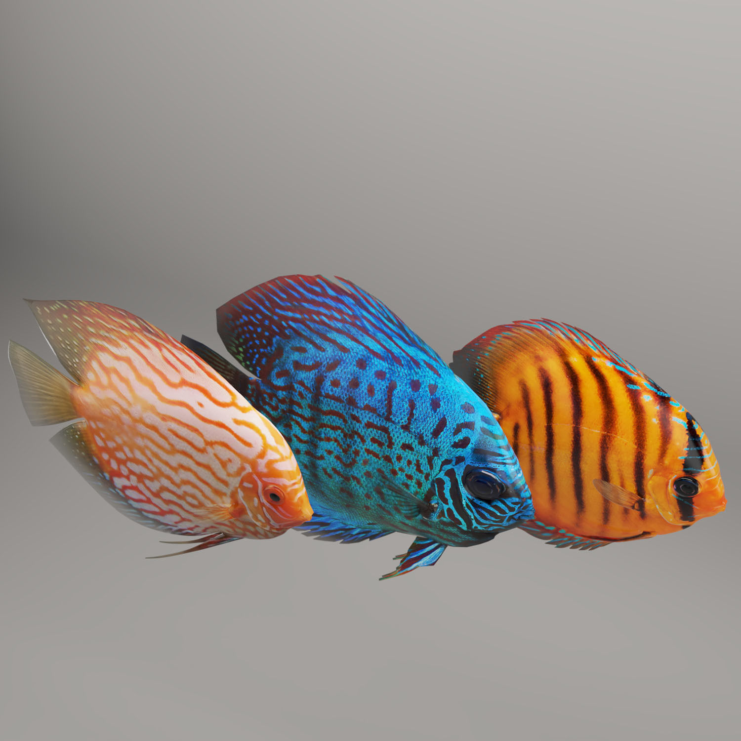 Discus fish 3D model_2