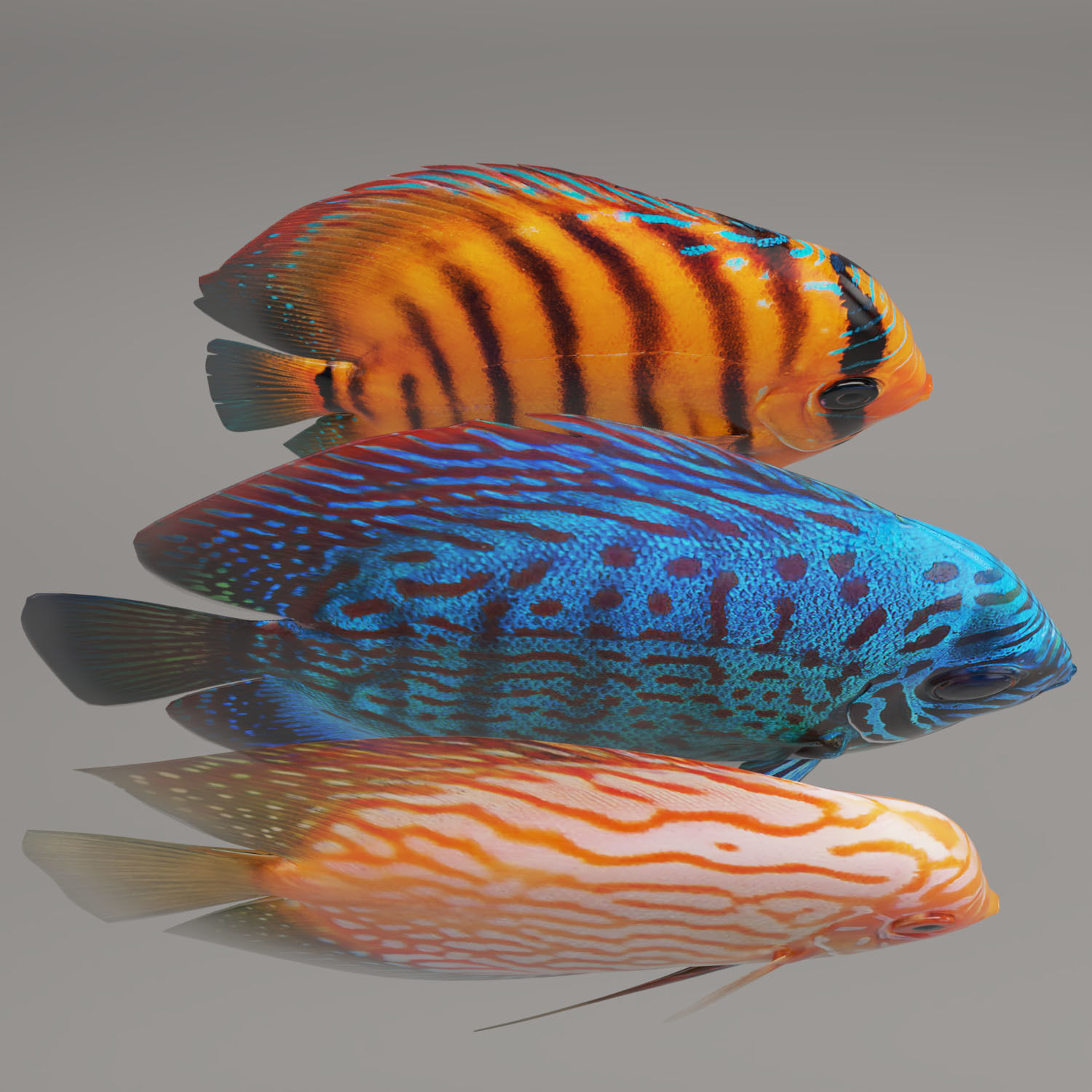Discus fish 3D model_3