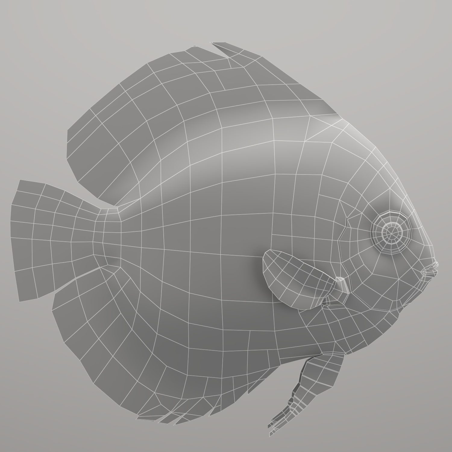 Discus fish 3D model_17