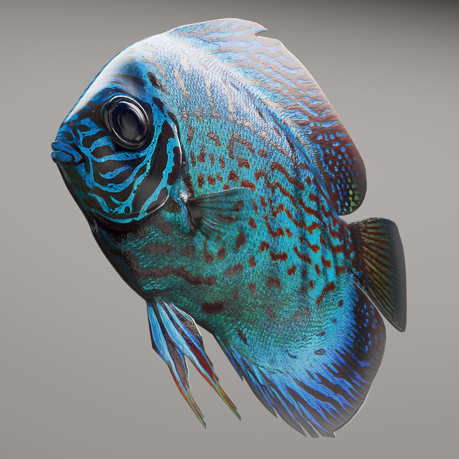 Discus fish 3D model_8