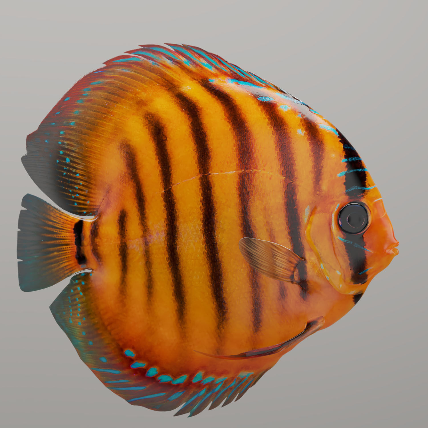Discus fish 3D model_6