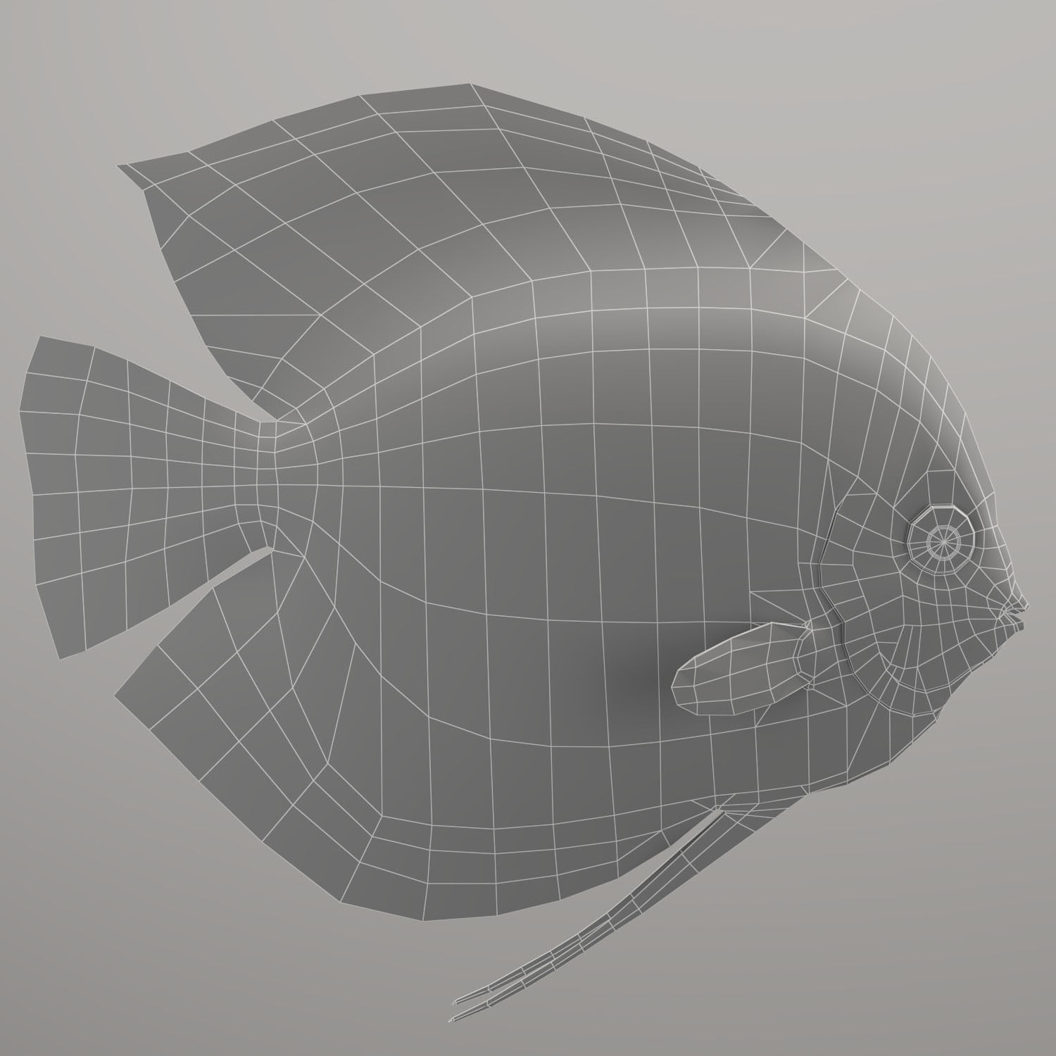 Discus fish 3D model_15
