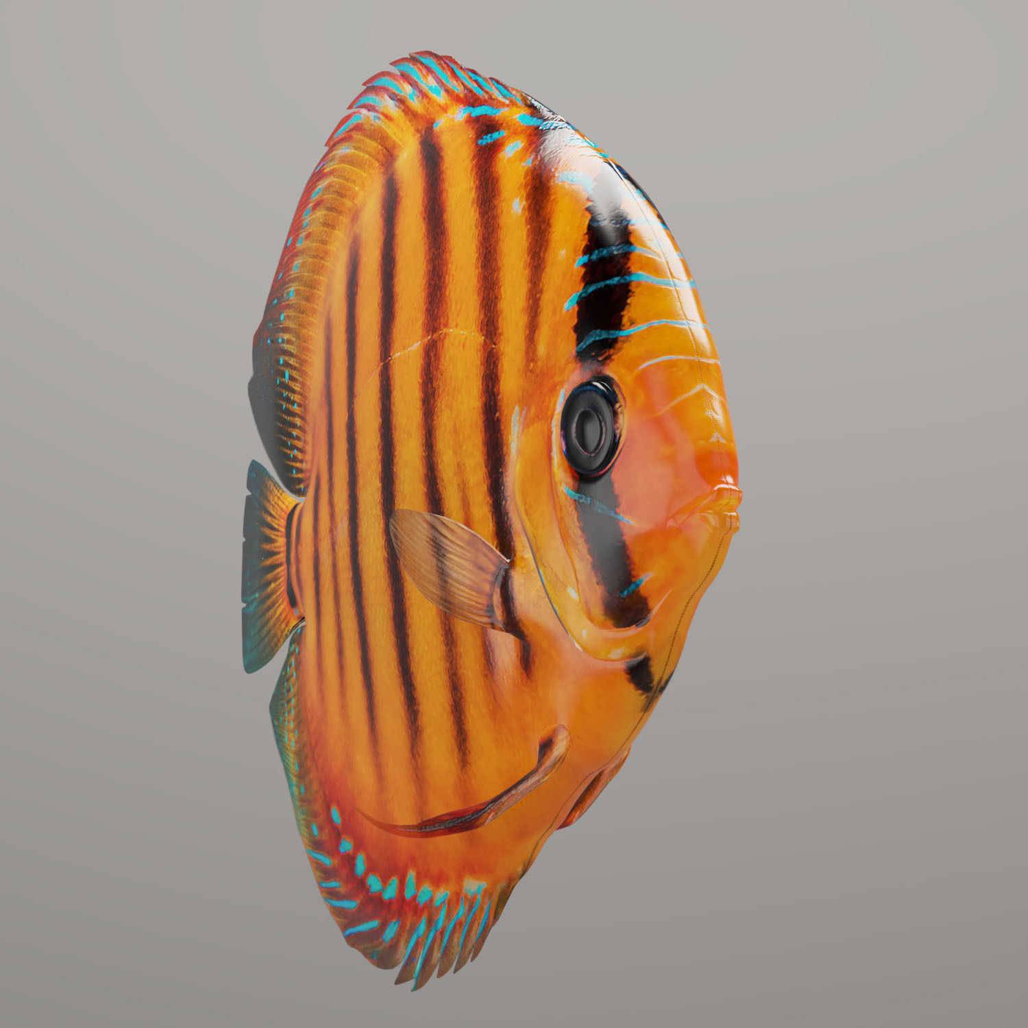 Discus fish 3D model_9