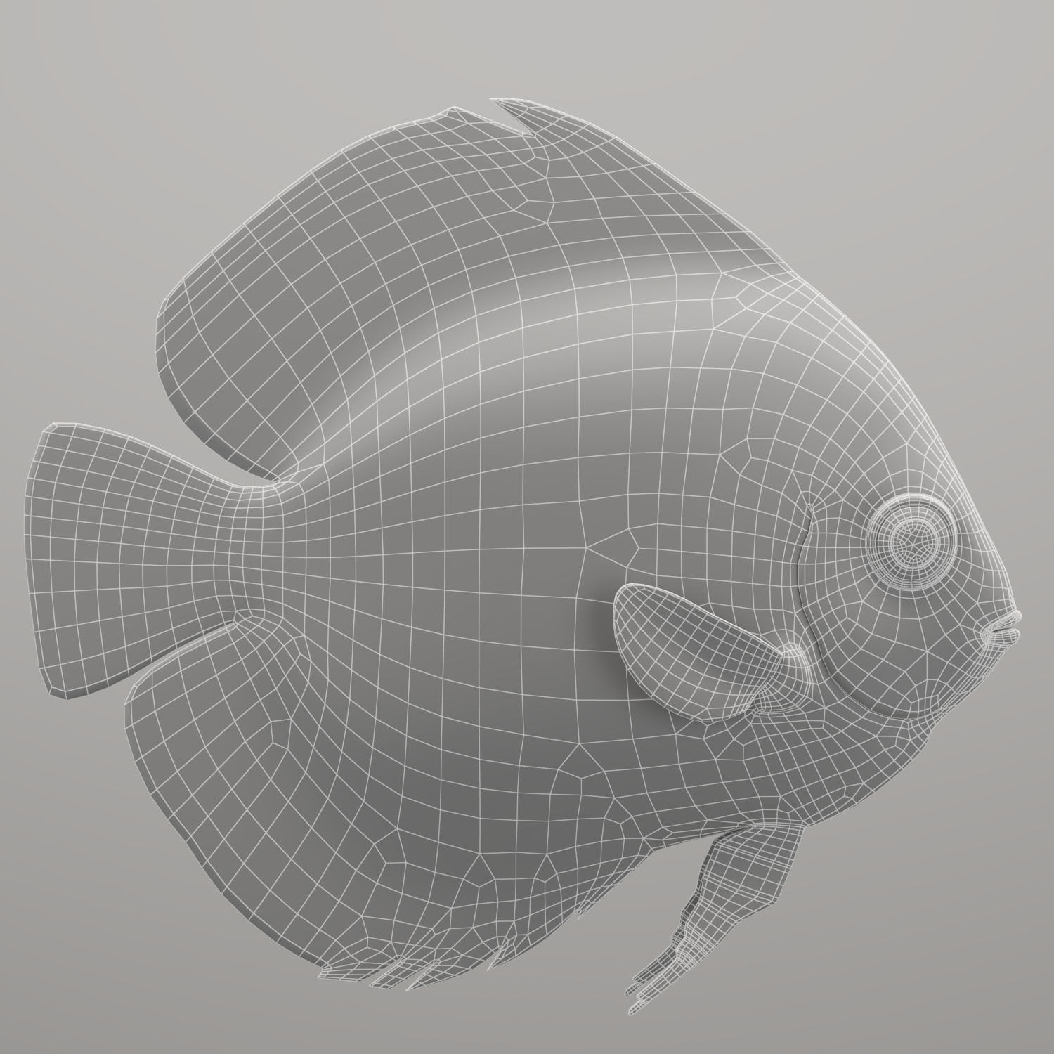 Discus fish 3D model_16