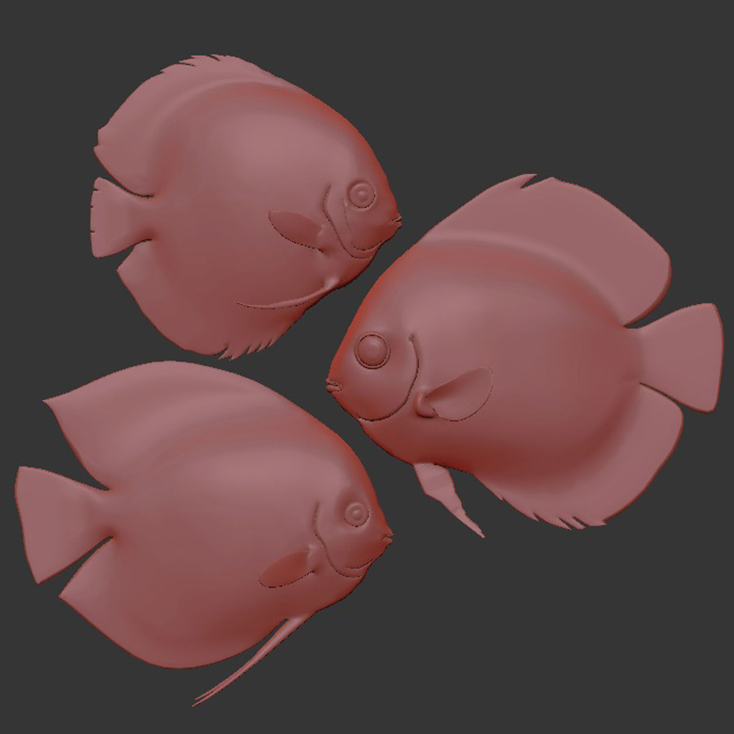 Discus fish 3D model_11