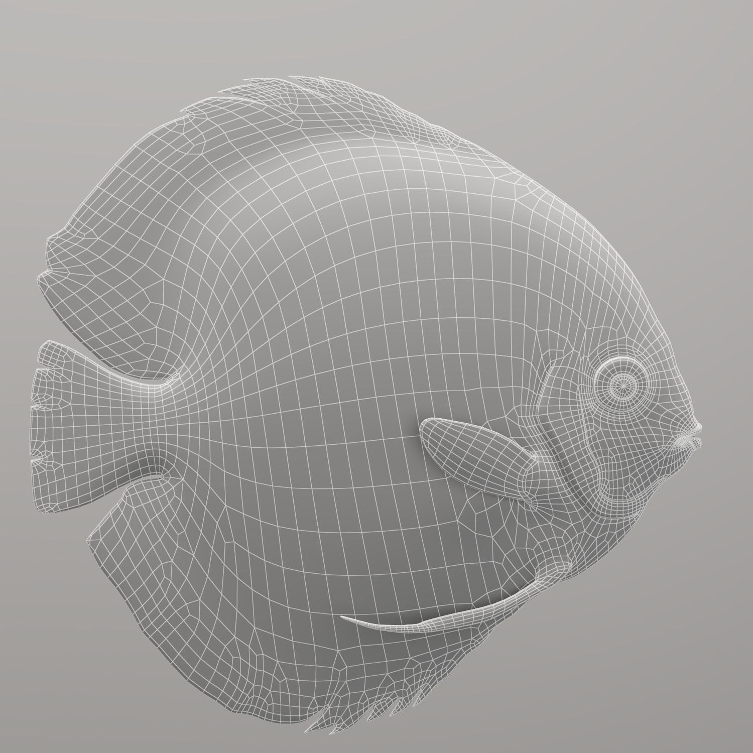 Discus fish 3D model_18