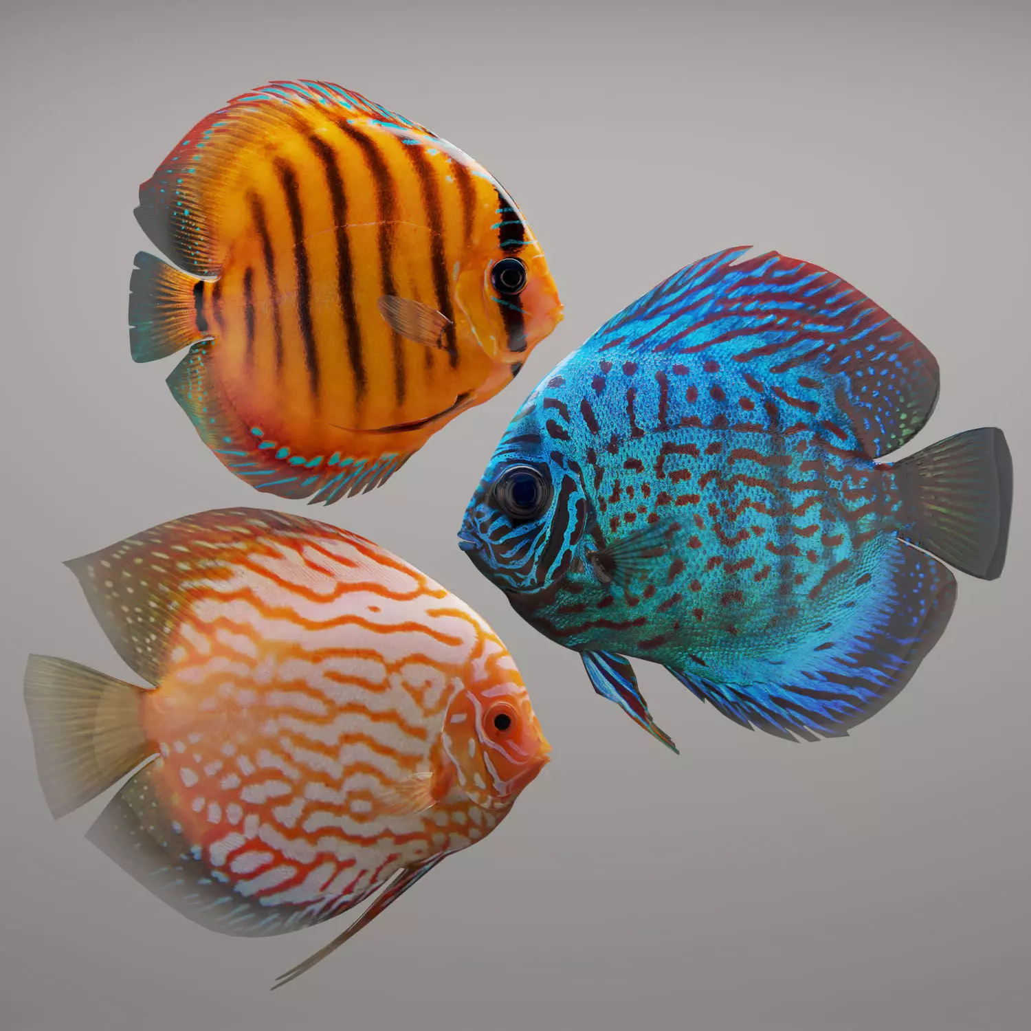 Discus fish 3D model_0