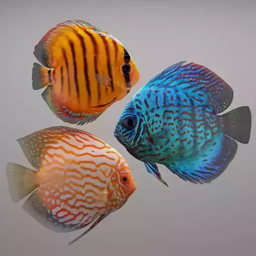 Discus fish 3D model
