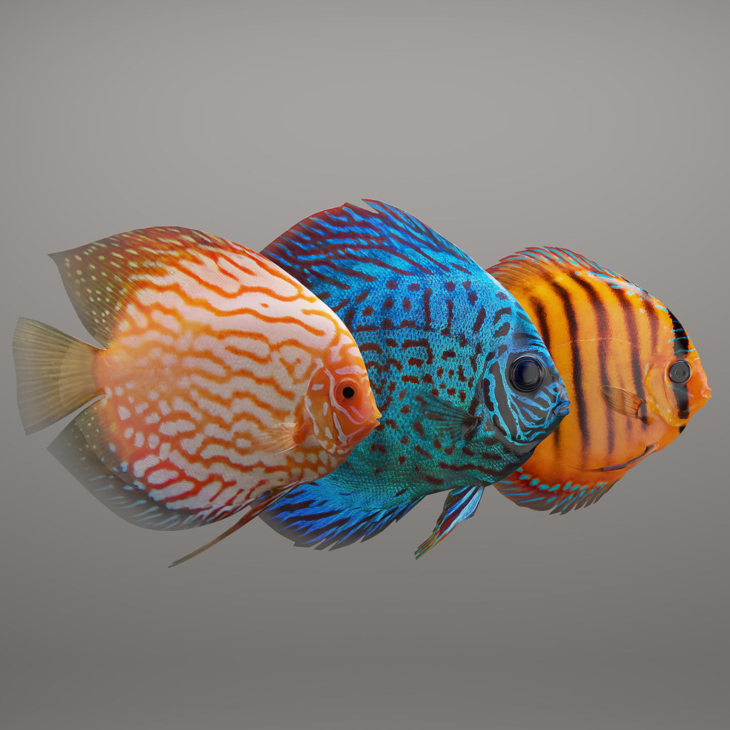 Discus fish 3D model_1