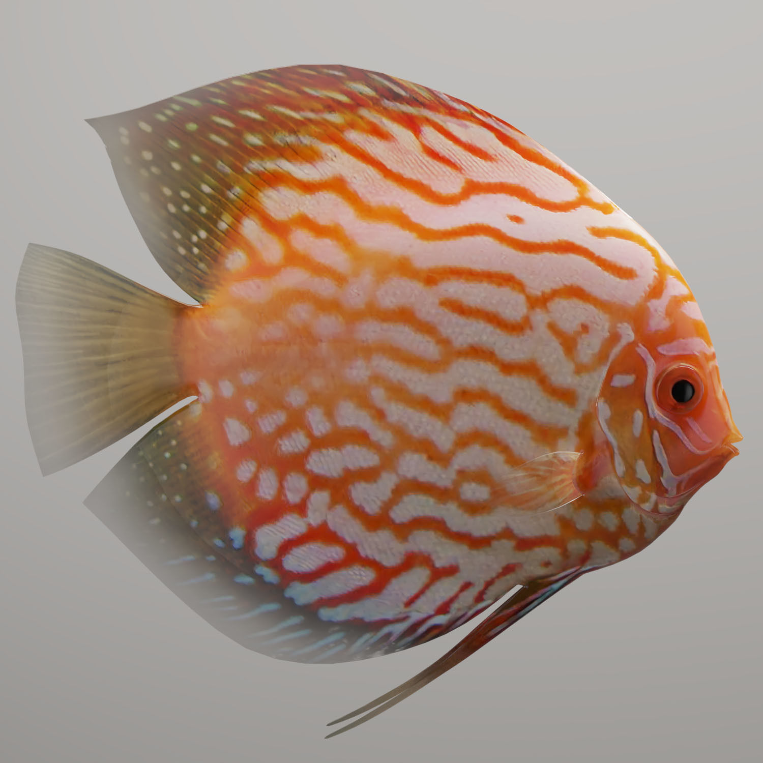 Discus fish 3D model_4