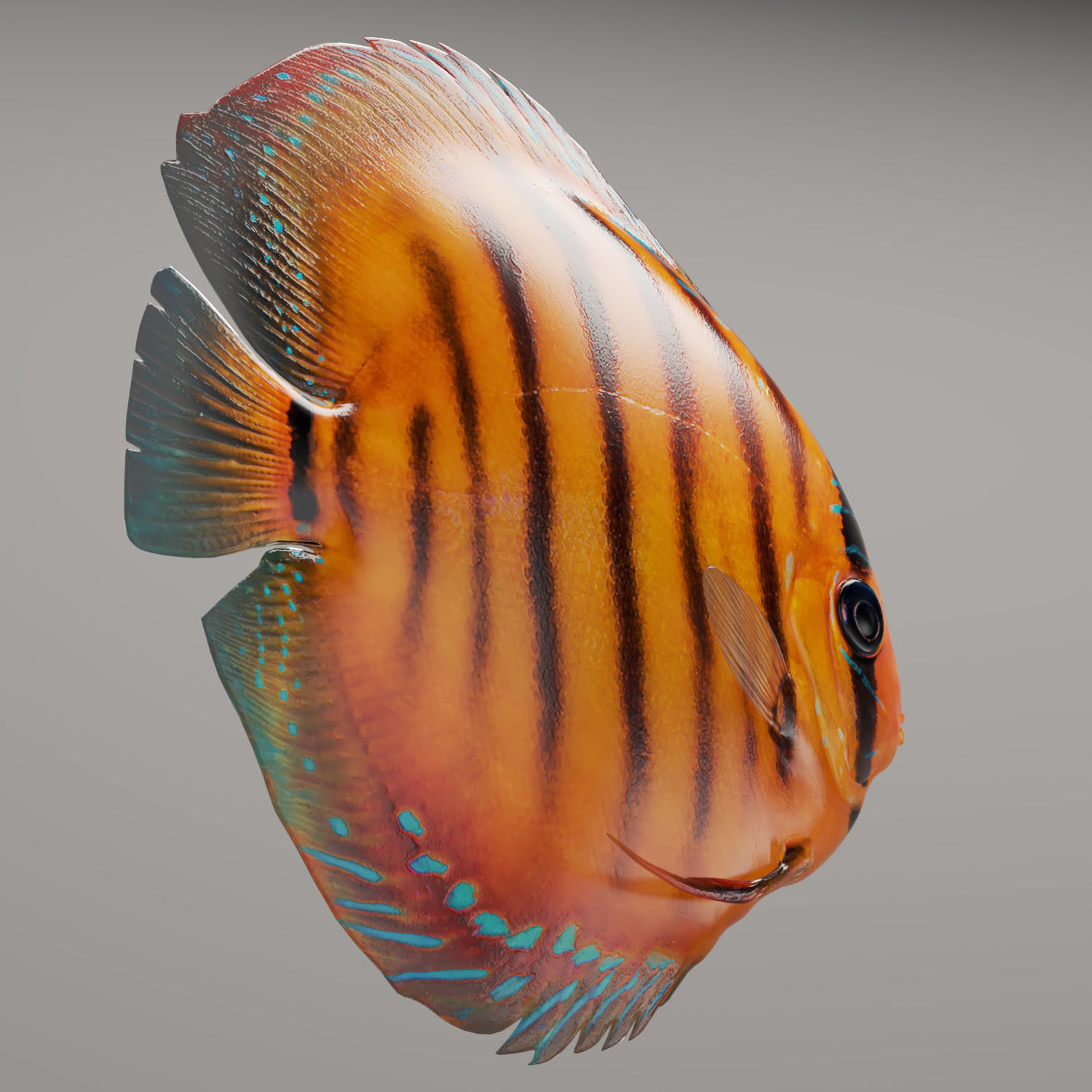Discus fish 3D model_10