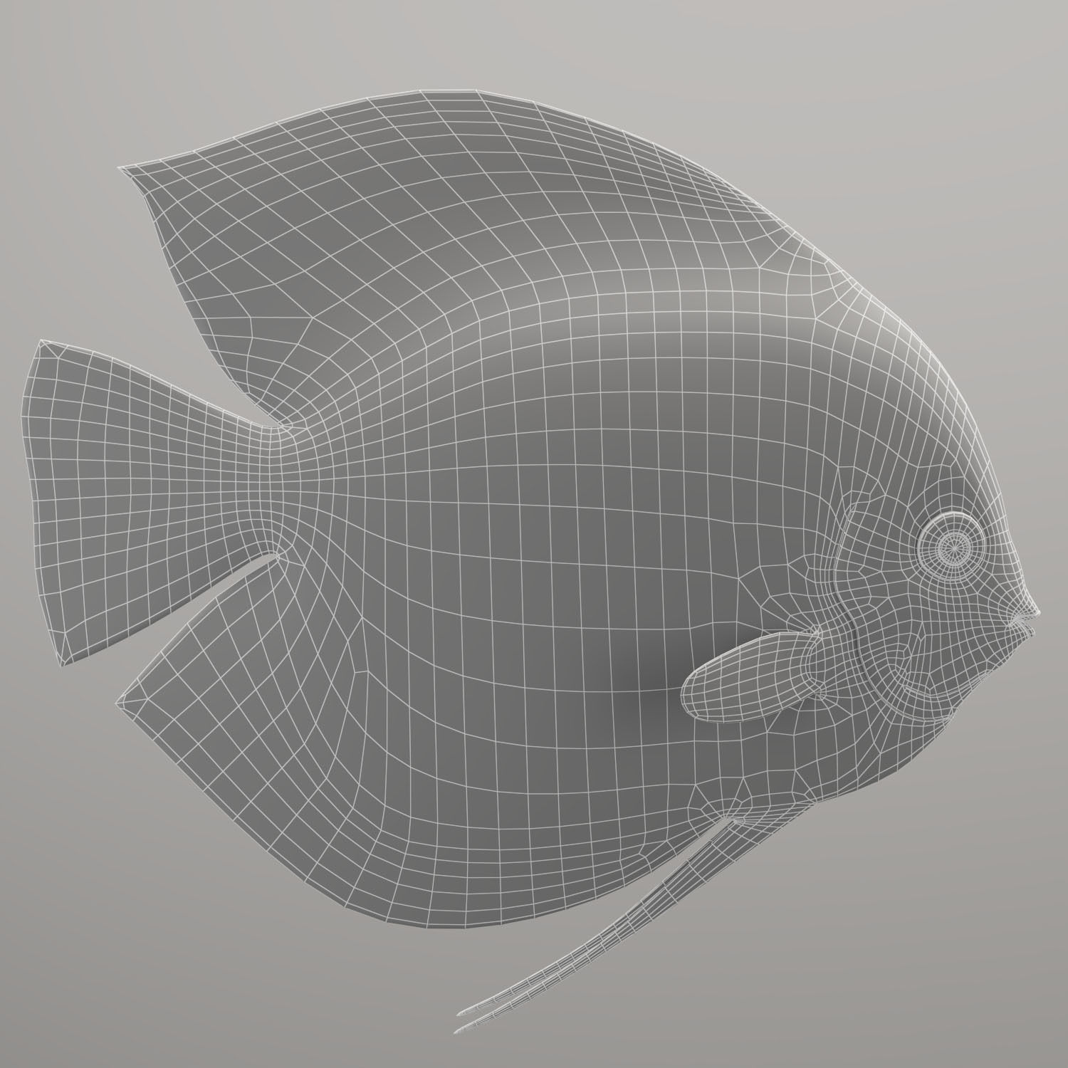 Discus fish 3D model_14