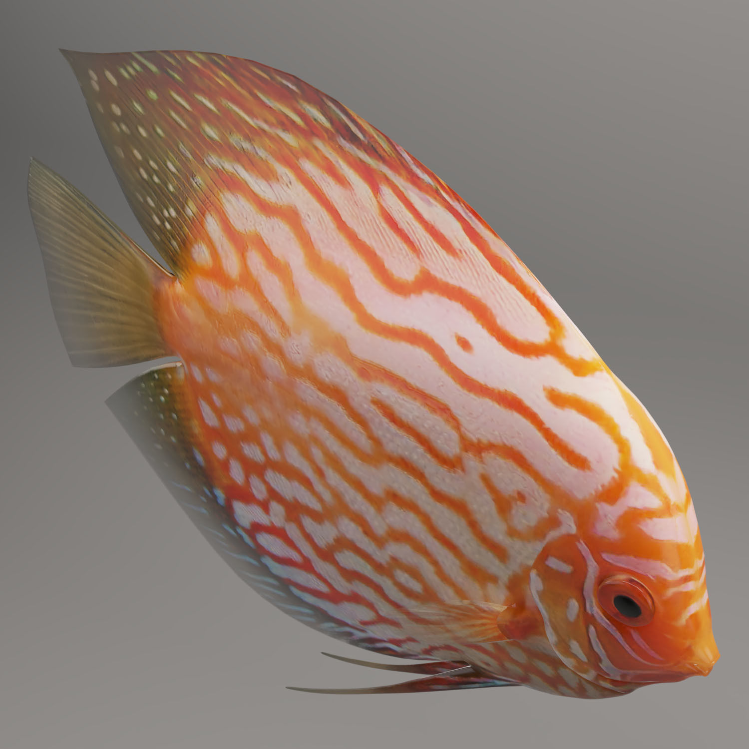 Discus fish 3D model_7
