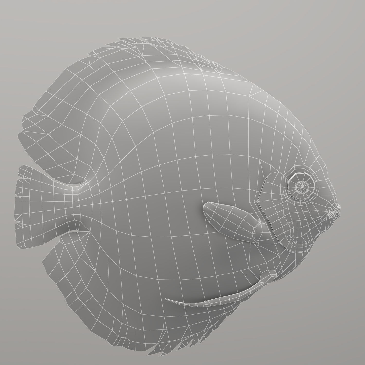 Discus fish 3D model_19