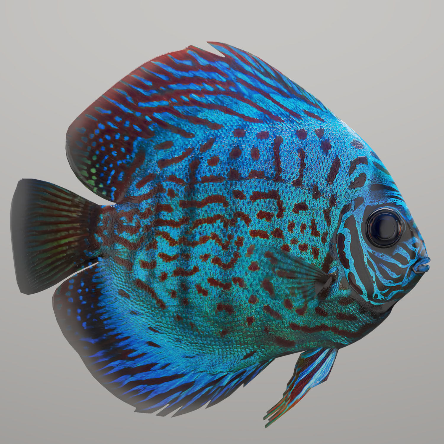 Discus fish 3D model_5