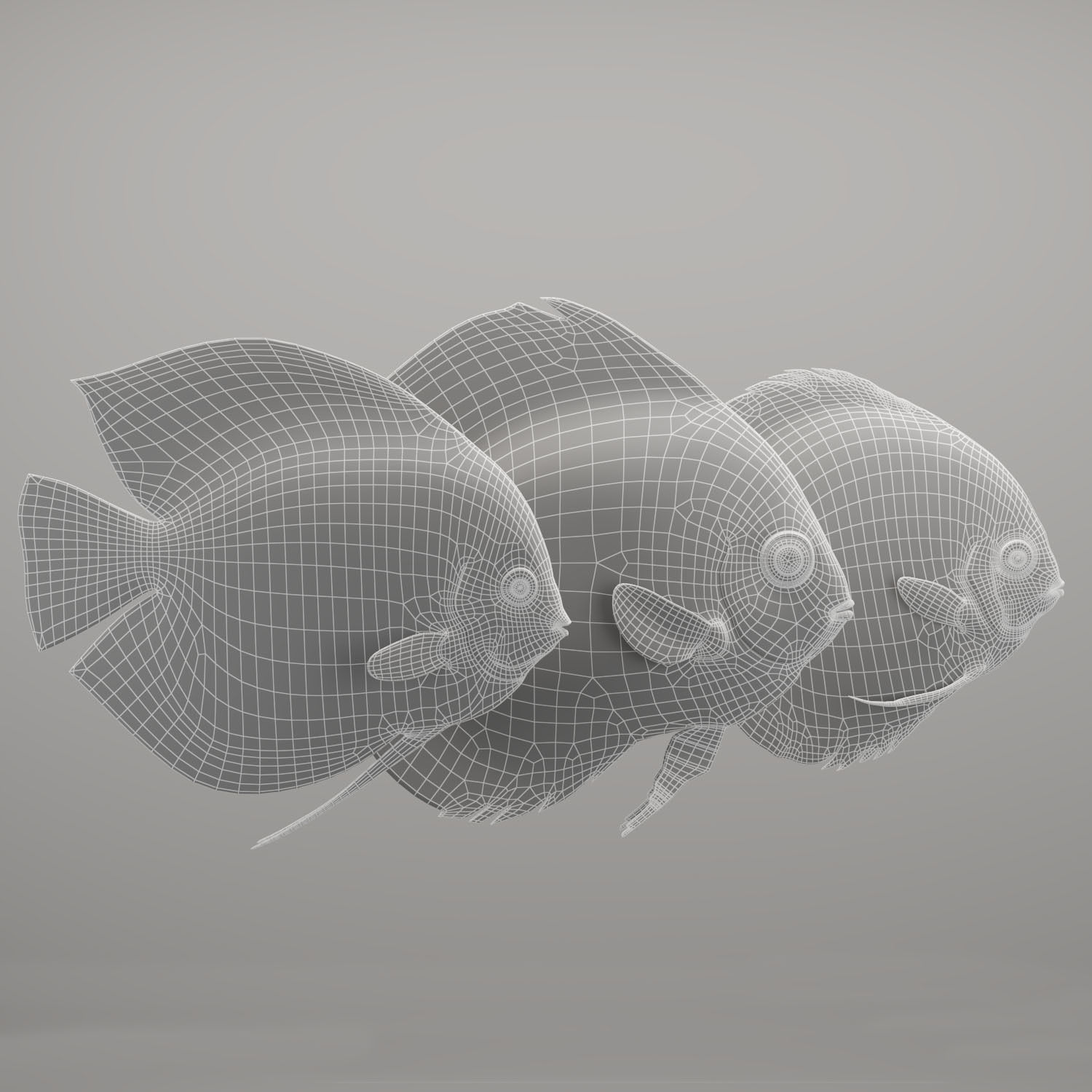 Discus fish 3D model_13