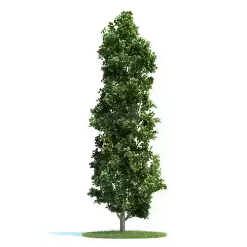 Narrow Landscape Tree