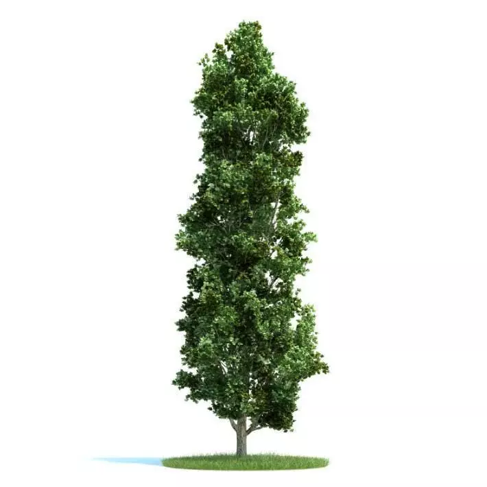 Narrow Landscape Tree 3D model_0