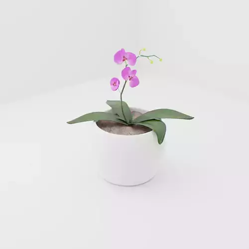 Orchid in pot