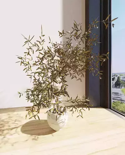 Houseplant bonsai tree in pot