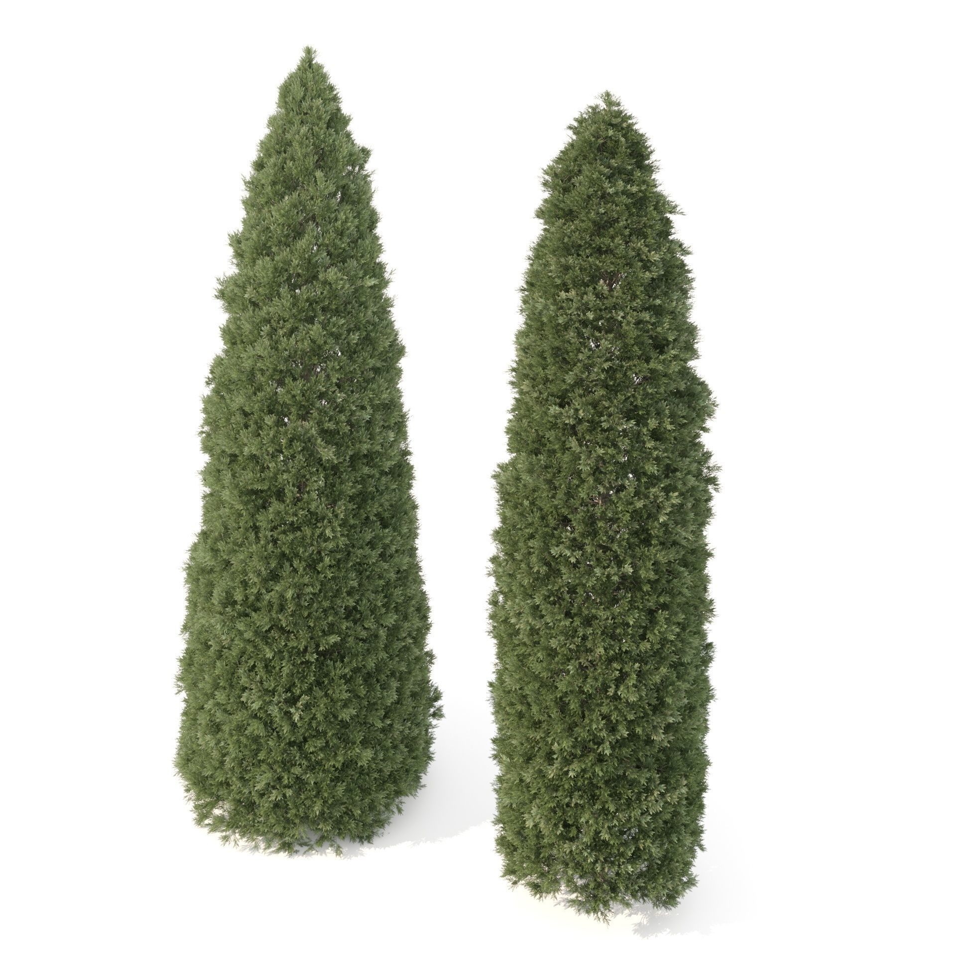 2 Golden oriental arborvitae Trees by mehrazvira Low-poly 3D model_4