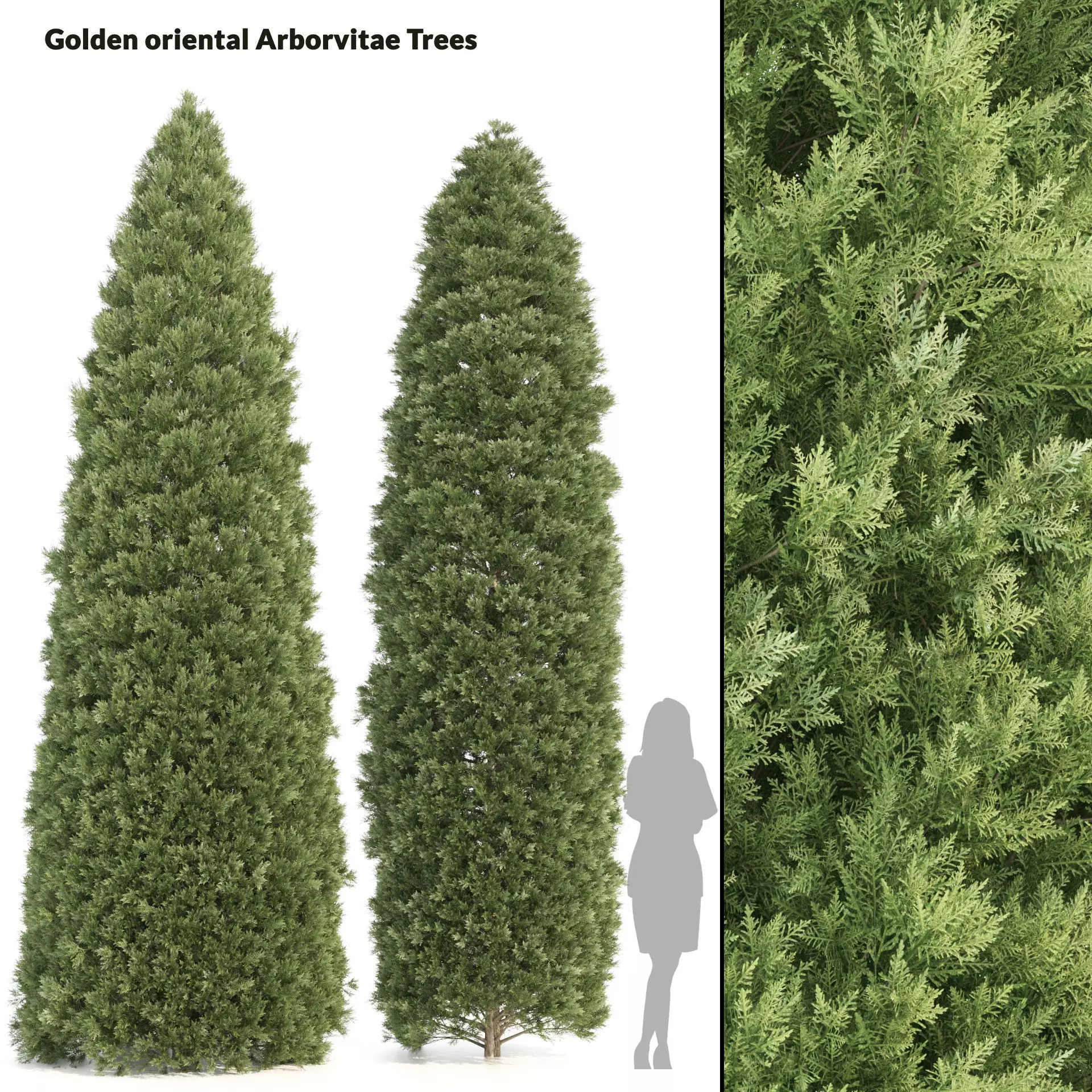 2 Golden oriental arborvitae Trees by mehrazvira Low-poly 3D model_0
