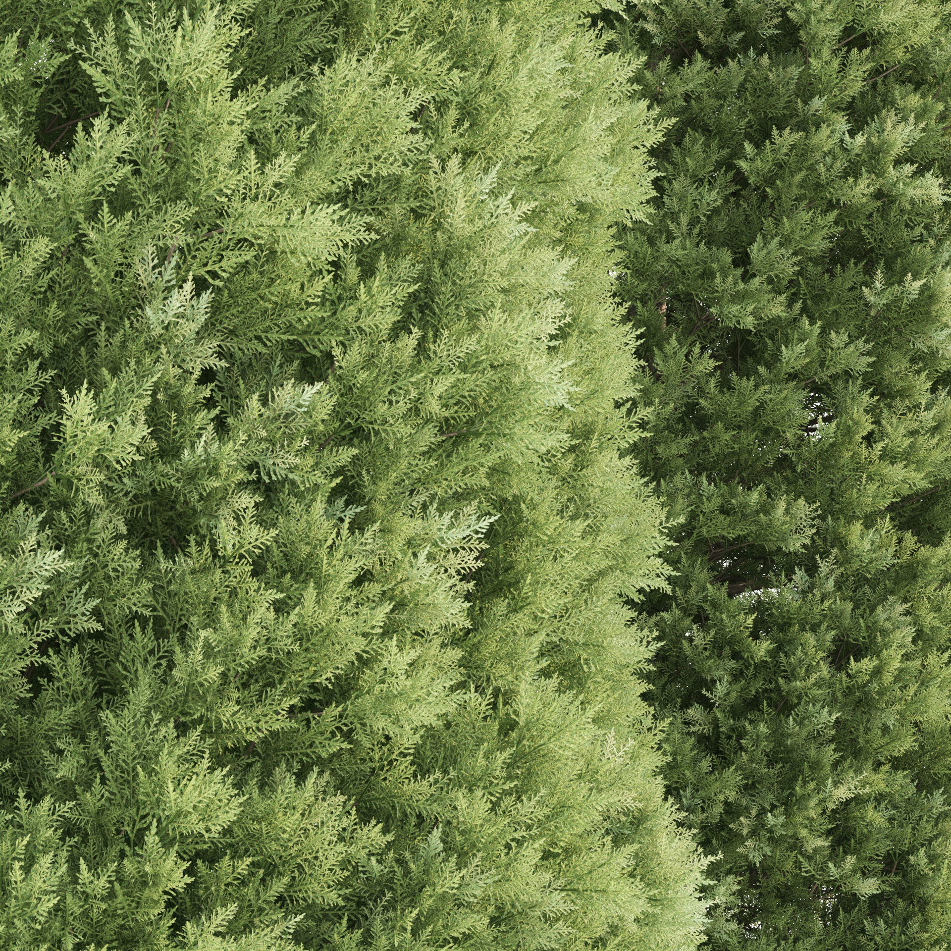 2 Golden oriental arborvitae Trees by mehrazvira Low-poly 3D model_3