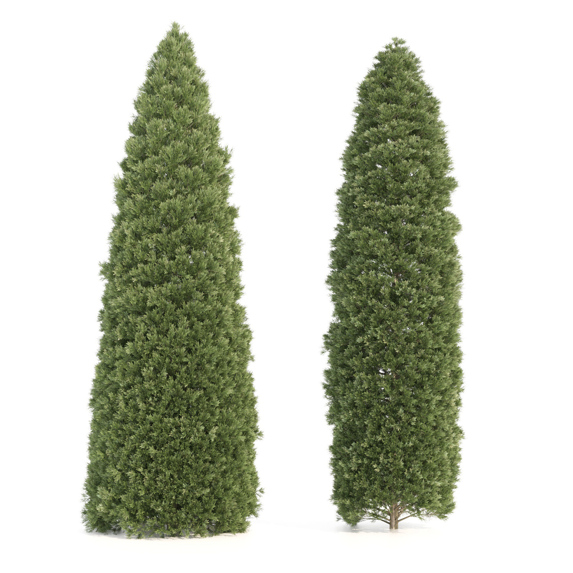 2 Golden oriental arborvitae Trees by mehrazvira Low-poly 3D model_1
