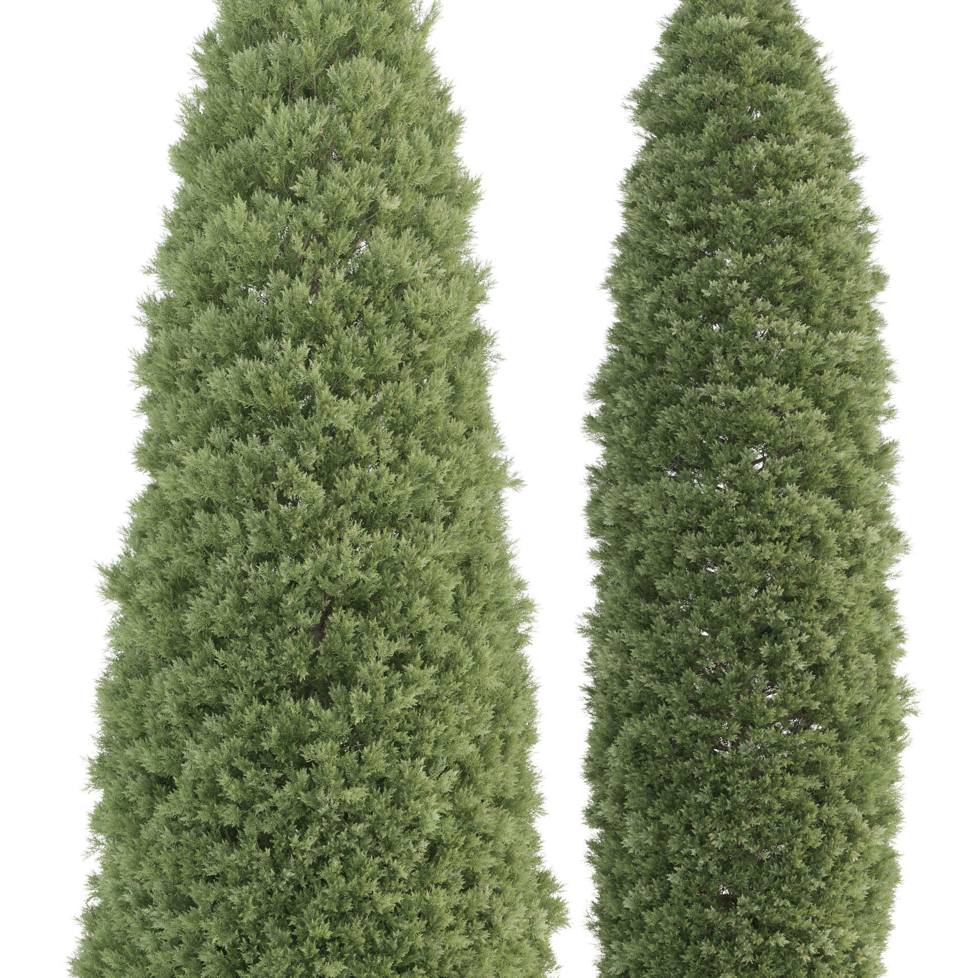 2 Golden oriental arborvitae Trees by mehrazvira Low-poly 3D model_2