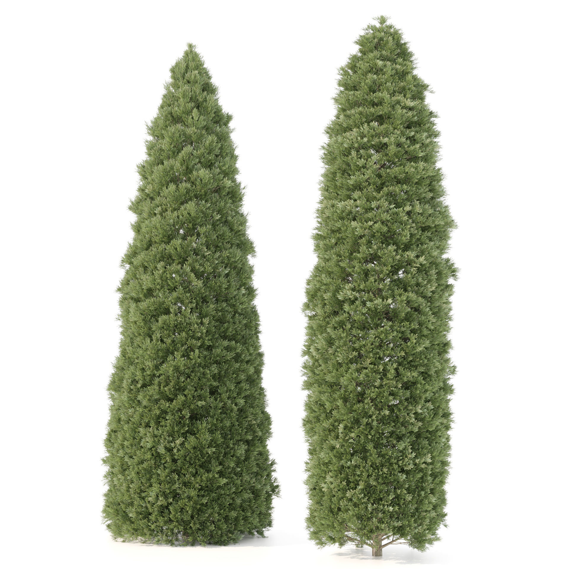 2 Golden oriental arborvitae Trees by mehrazvira Low-poly 3D model_5