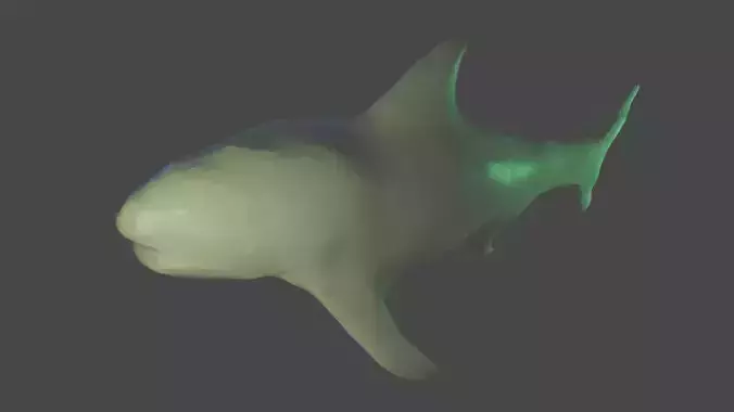 acula shark 3D model