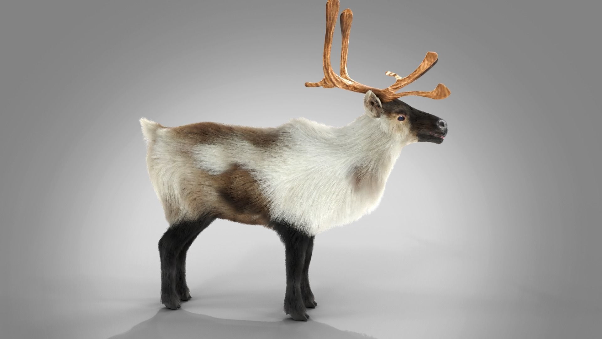 Fur Reindeer Rigged Blender  Low-poly 3D model_6