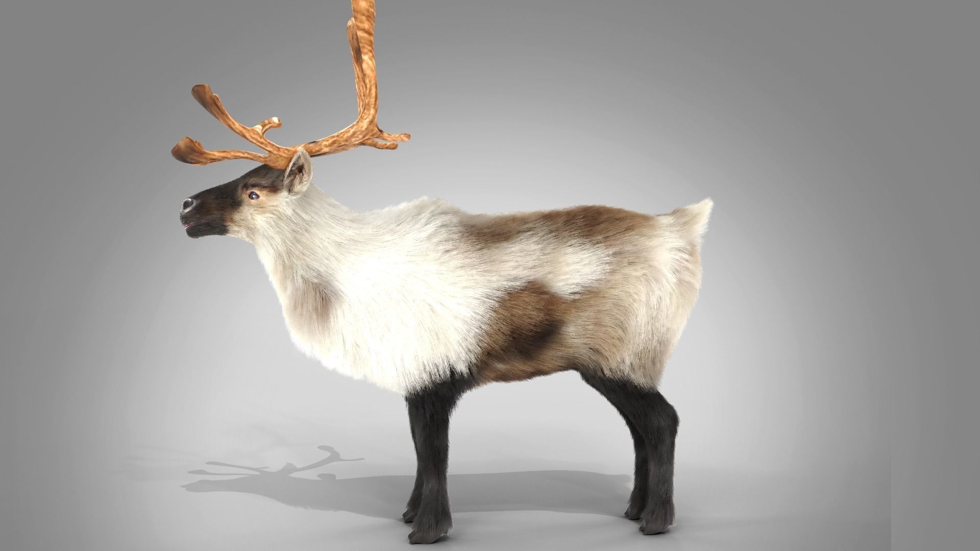 Fur Reindeer Rigged Blender  Low-poly 3D model_14