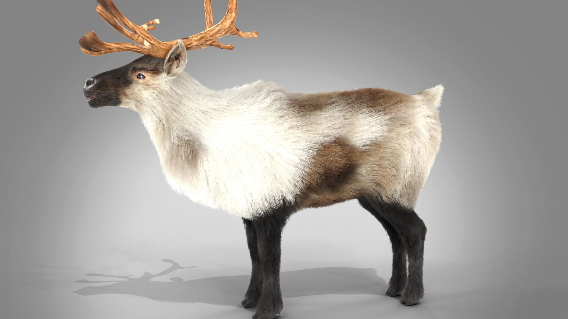 Fur Reindeer Rigged Blender  Low-poly 3D model_12