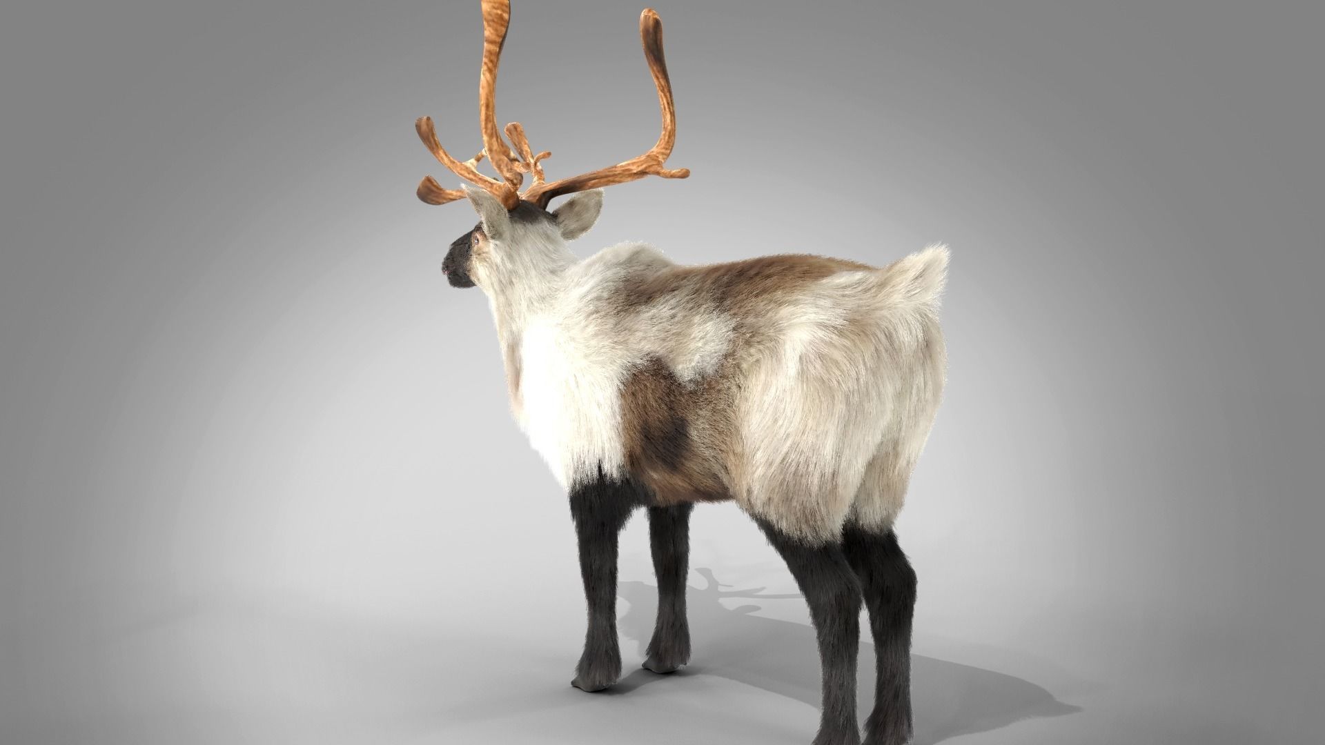 Fur Reindeer Rigged Blender  Low-poly 3D model_17