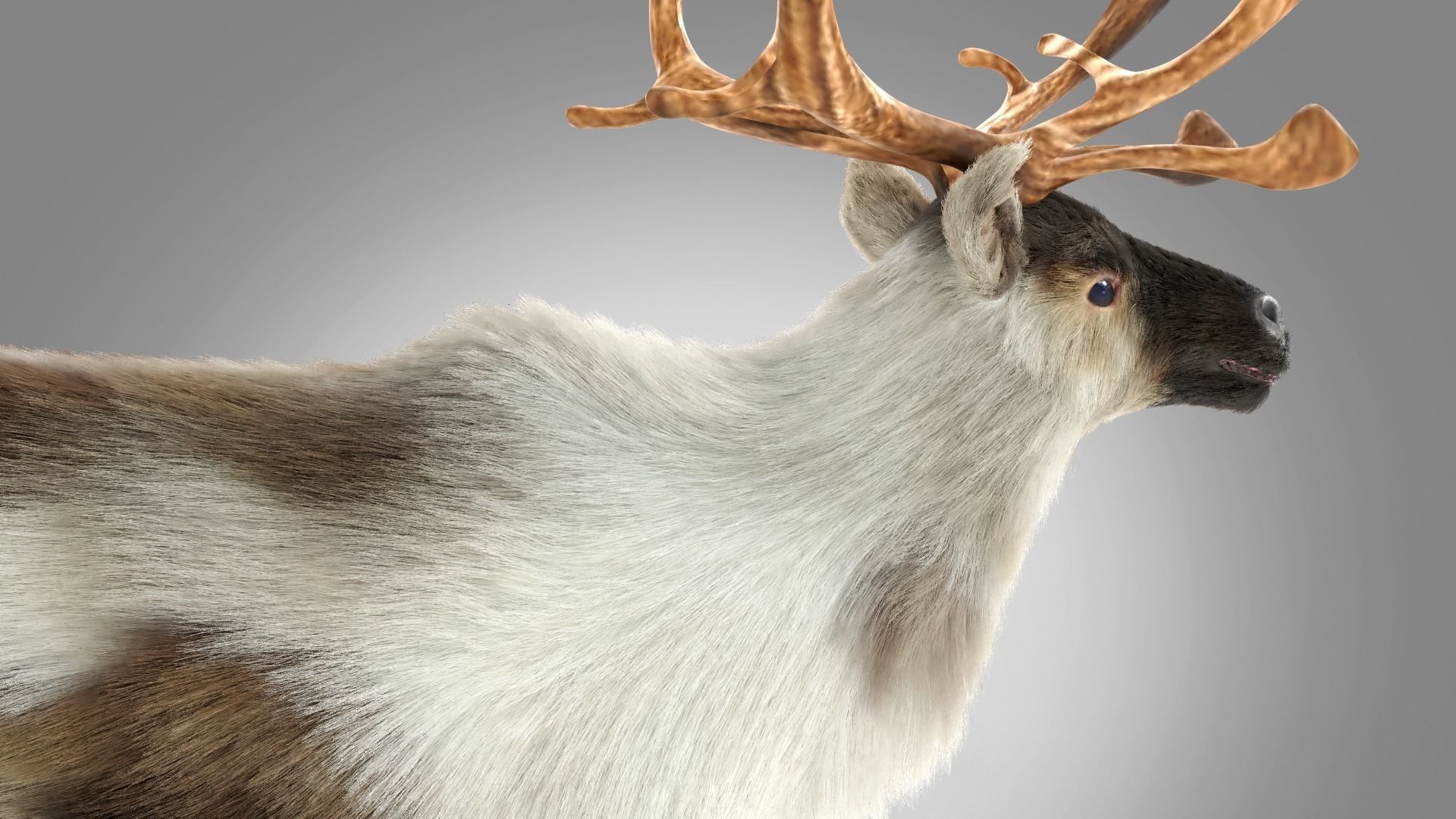 Fur Reindeer Rigged Blender  Low-poly 3D model_8