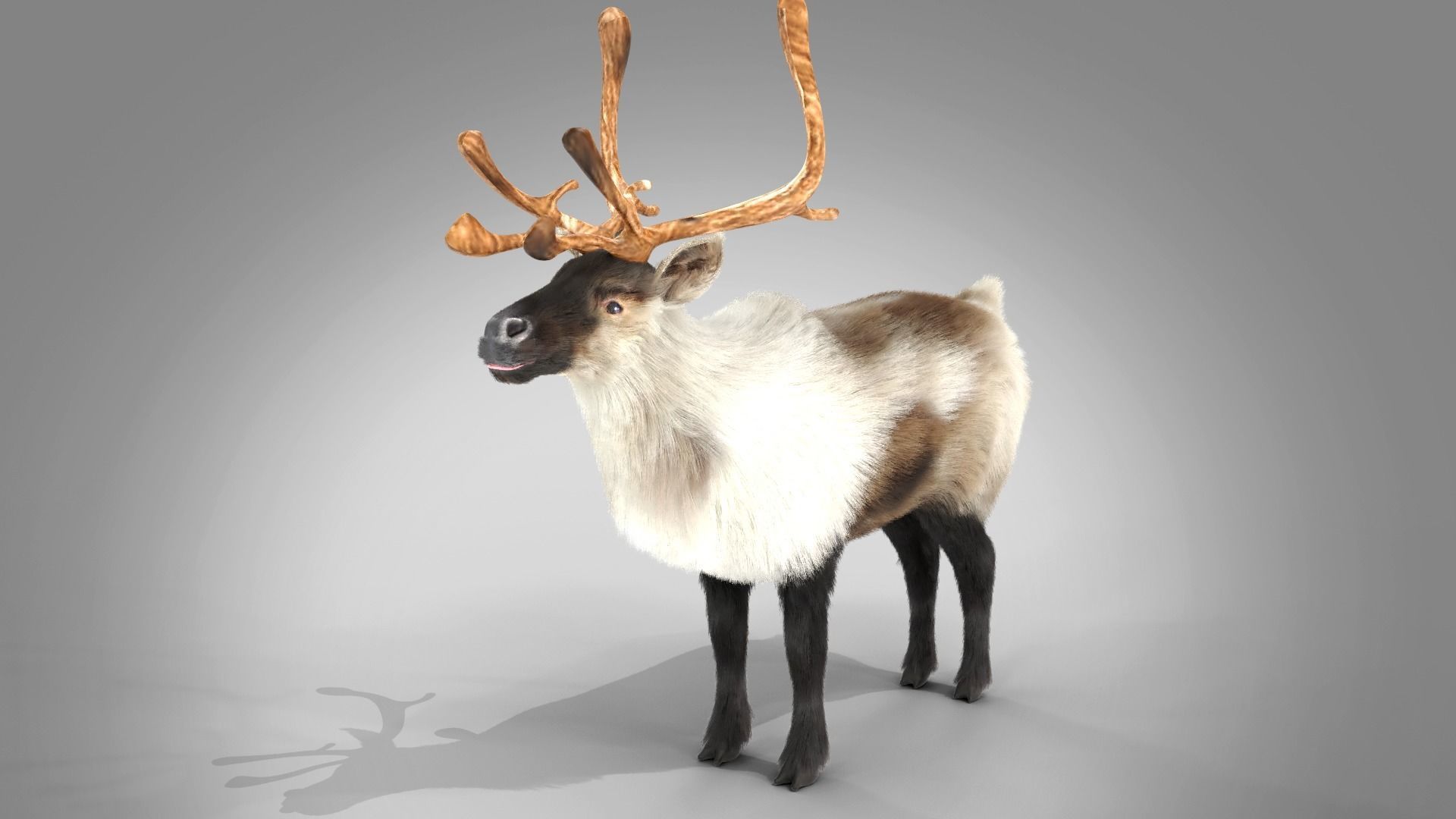 Fur Reindeer Rigged Blender  Low-poly 3D model_11
