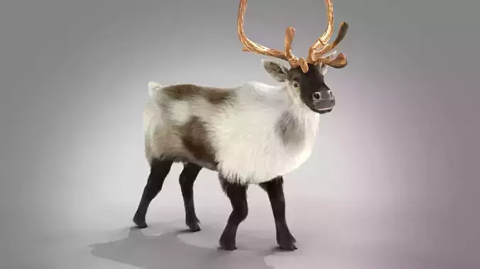 Fur Reindeer Rigged Blender  Low-poly 3D model