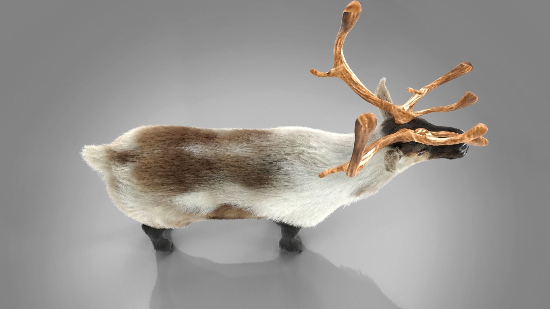 Fur Reindeer Rigged Blender  Low-poly 3D model_15