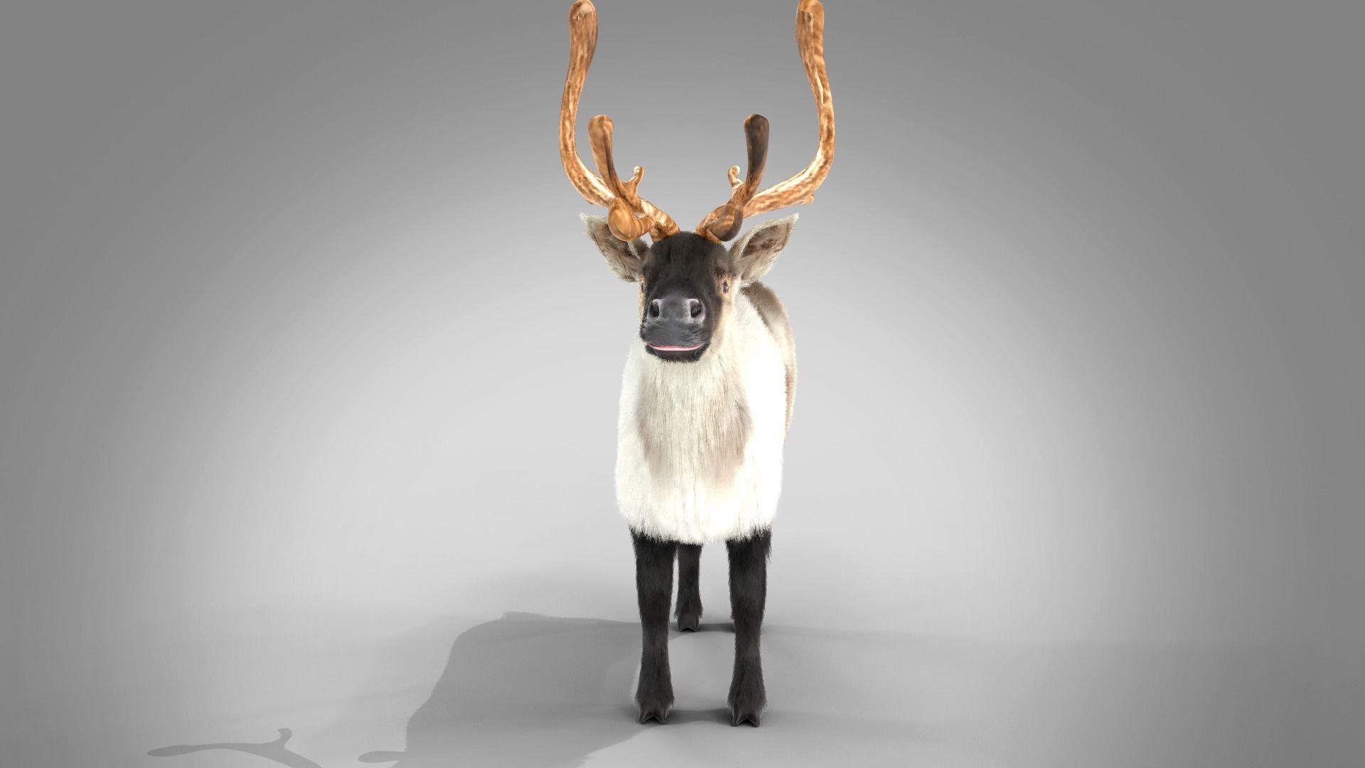 Fur Reindeer Rigged Blender  Low-poly 3D model_13