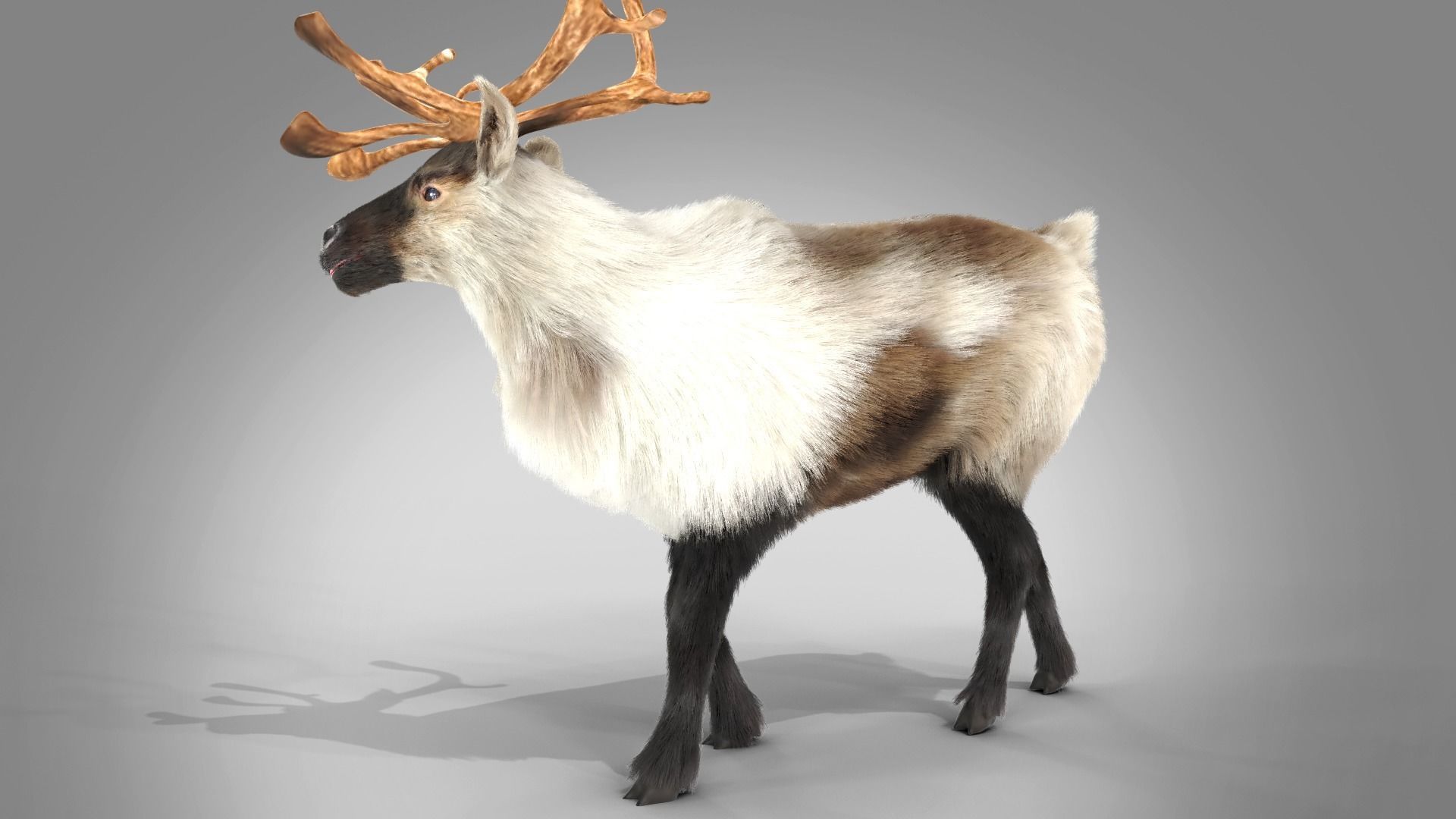 Fur Reindeer Rigged Blender  Low-poly 3D model_3