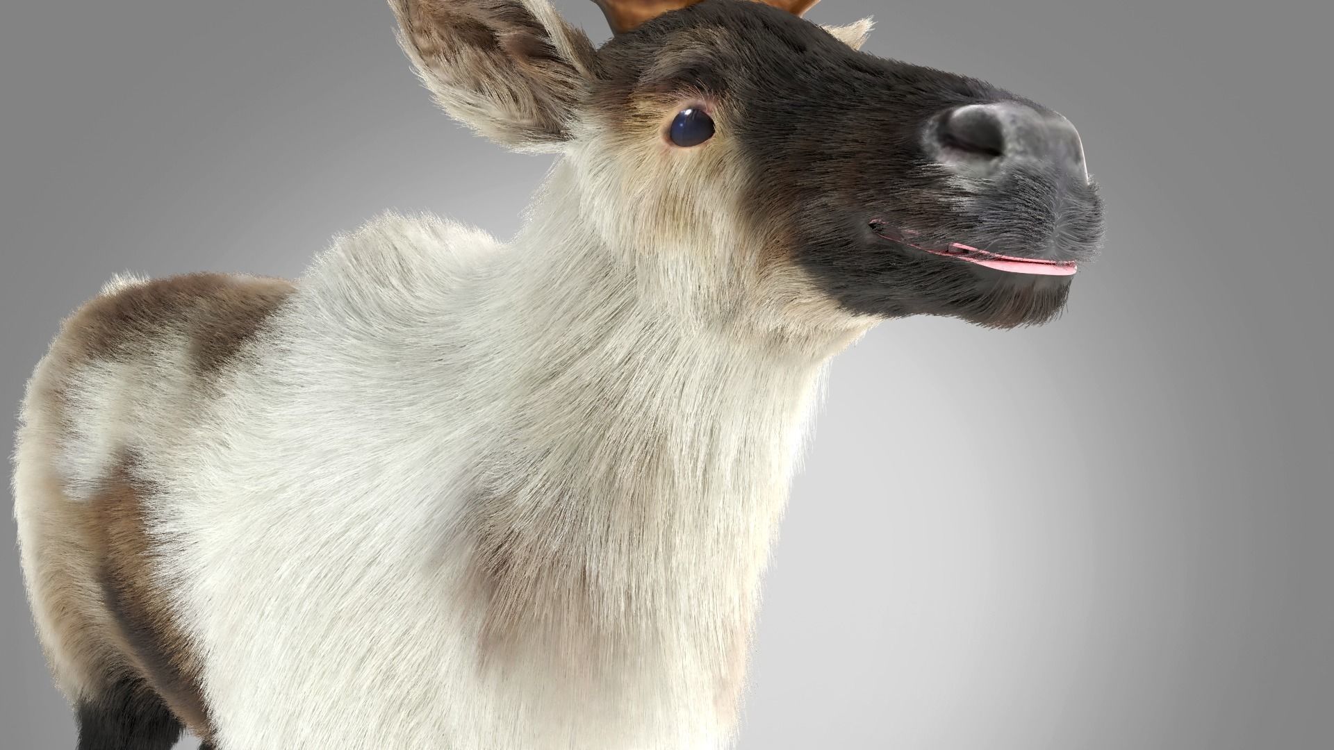 Fur Reindeer Rigged Blender  Low-poly 3D model_7