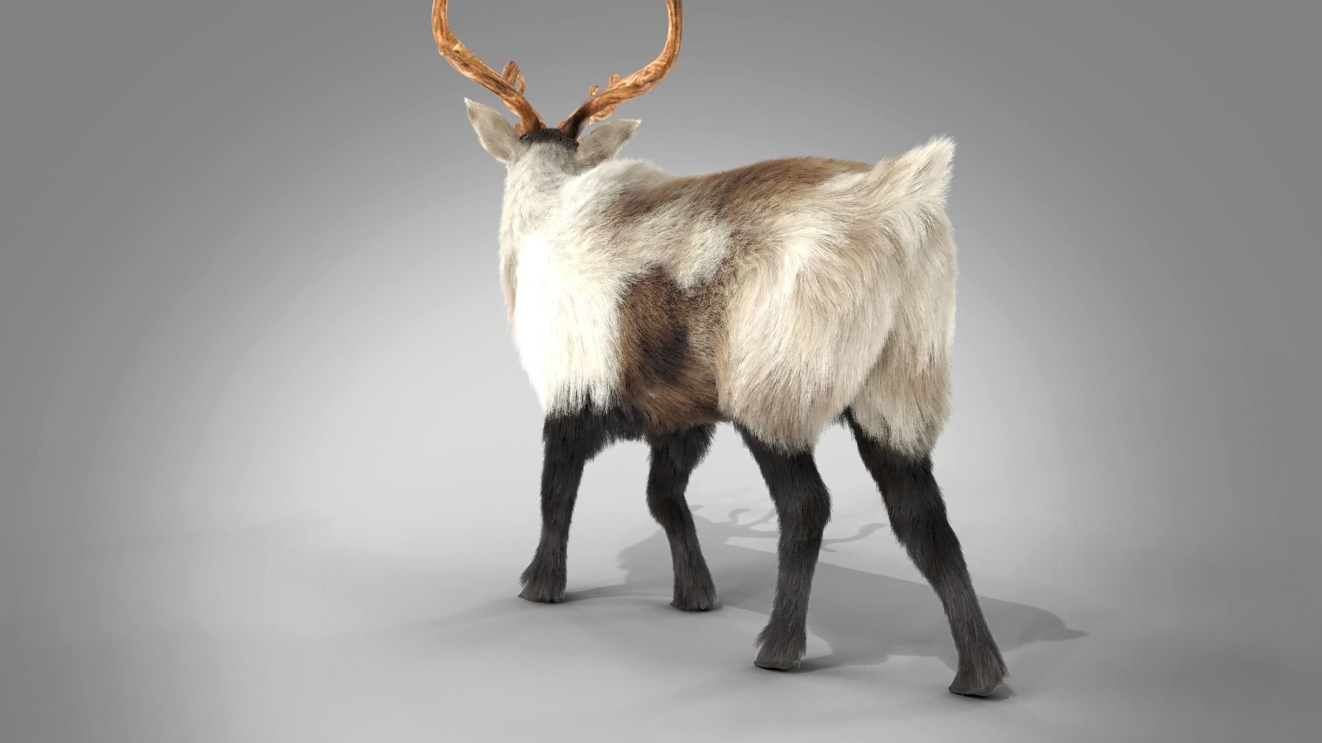 Fur Reindeer Rigged Blender  Low-poly 3D model_4