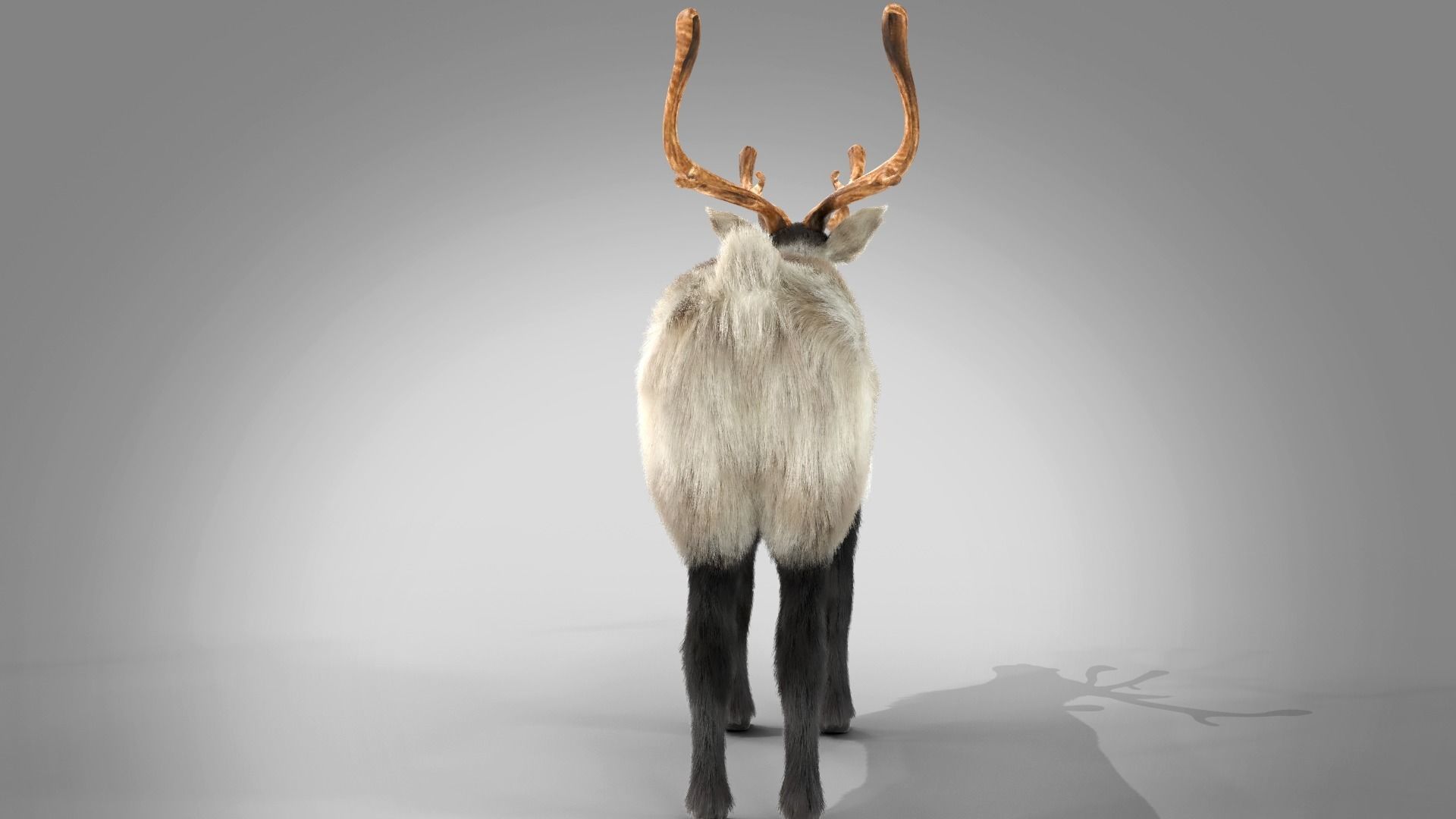 Fur Reindeer Rigged Blender  Low-poly 3D model_16